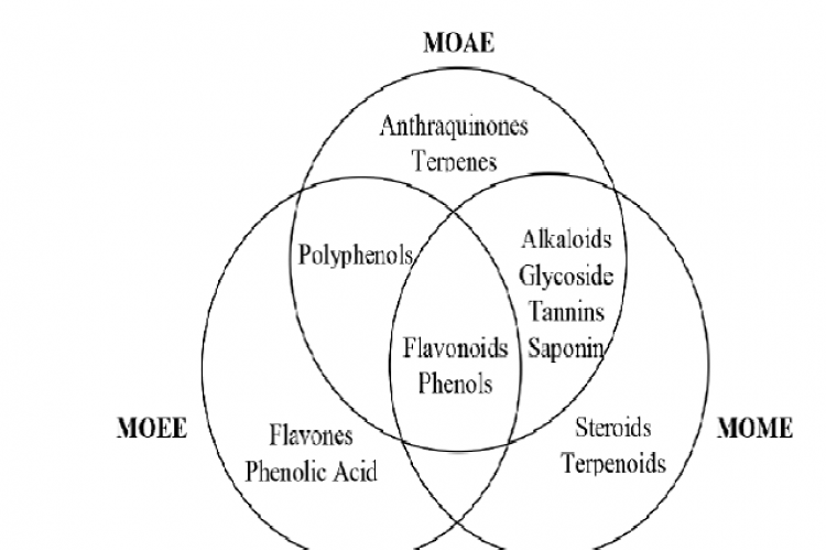 Venn diagram of phytochemicals present in various MO solvent extracts.
