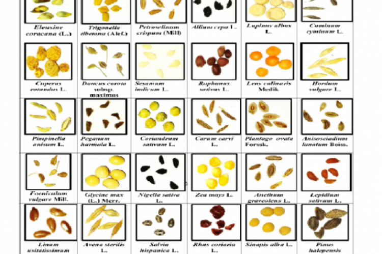 Photos of seeds of medicinal plants species studied