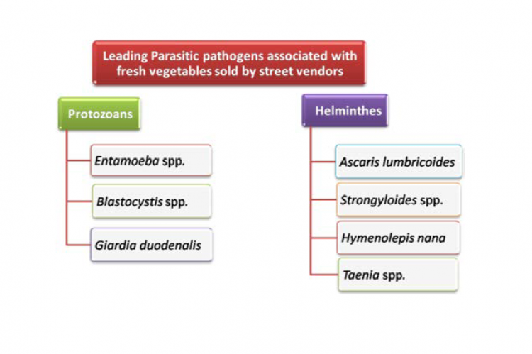Leading Parasitic Pathogens of RTE Vegetable Salad.