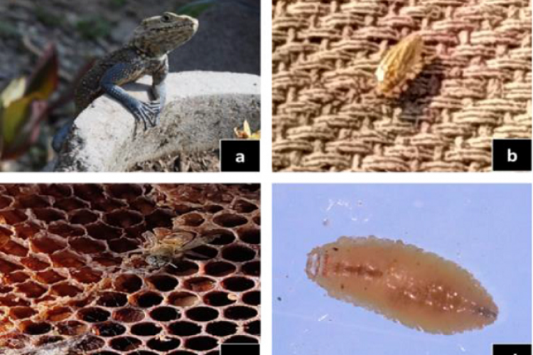 a-Kashmir Rock Agama near the traditional beehive; b-Cockroach at beehive; c- Honey bee trapped in a spider web; d-larvae of Lucilia spp. collected from beehive.
