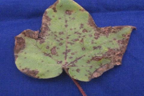 Bacterial blight on cotton leaves