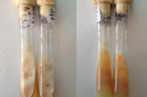 Growth of Fusarium sp. on PDA slant and Reverse side showing pinkish hue