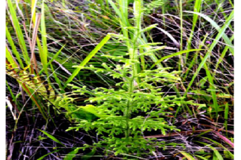 Habit of Lycopodiella cernua (L.) J. Sm. (N 07°52.72 E 125°04.06) in Mt. Musuan, Bukidnon, Philippines.
