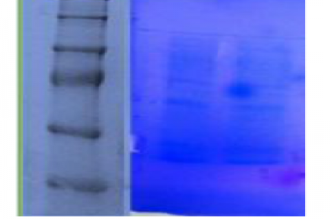 Electrophoresis analysis of protein bands from the sample. L1 – Molecular Marker; L2 –Sample.