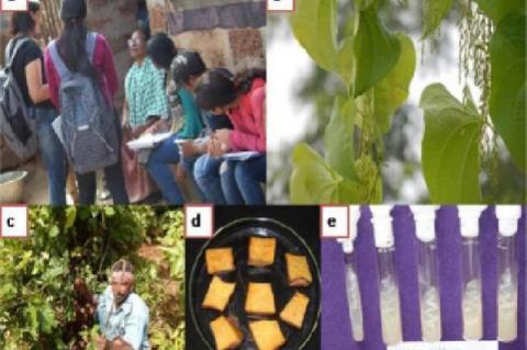 Field and lab work on experimental plants, a) Collection of medicinal values, b) Dioscorea oppositifolia, c) Collection of tubers, d) Processing of tubers of D. esculenta, e) Microbial strains