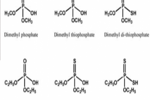 Dialkyl phosphate metabolites. 