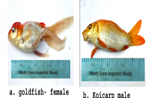 a. goldfish- female b. koicarp male