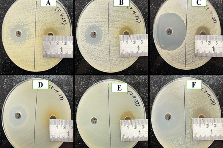Well Diffusion Anti-microbial Susceptibility Test of Badri Cow Urine Aginst A- Aeromonas salmonicida