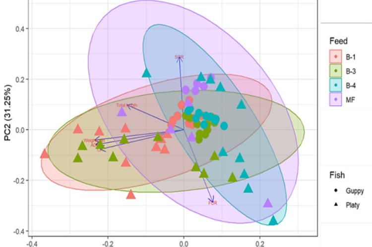 The first two Principal Components (PCs) of six growth performance parameters of Guppy (circle) and Platy (triangle) culture by feeding four types of feeds. PC1 (54.62%) describes overall variation in length, weight, ADG and condition factor of fish, while PC2 (31.25%) describes variation in SGR and FCR. Ellipses with 95% confidence intervals for each data set describing variation in four types of feed, separating the larger cluster for samples in MF than the other groups. Each dot represents single fish un