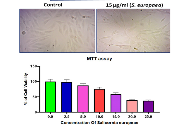 Effect of S. europaea on morphological characteristics and cell viability of Hepatic cacner HepG2 cells was assessed by MTT assay. Morphological changes in control and S. europaea treated HepG2 cells for 24 hr. B) show S. europaea treated with HepG2 cells at different concentration (2.5, 5.0, 10.0, 15.0, 20.0, 25.0 μg) respectively for 24 hr. Values were presented as mean±SD of three independent experiments (one way Analysis of Variance [ANOVA]) followed by Duncan’s Multiple Range Test (DMRT).