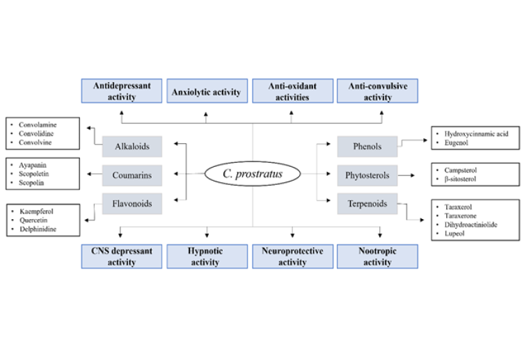 The significant phytochemicals and therapeutic properties of C. prostratus.