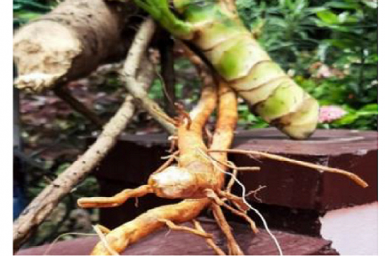 Root of Pandanus fascicularis