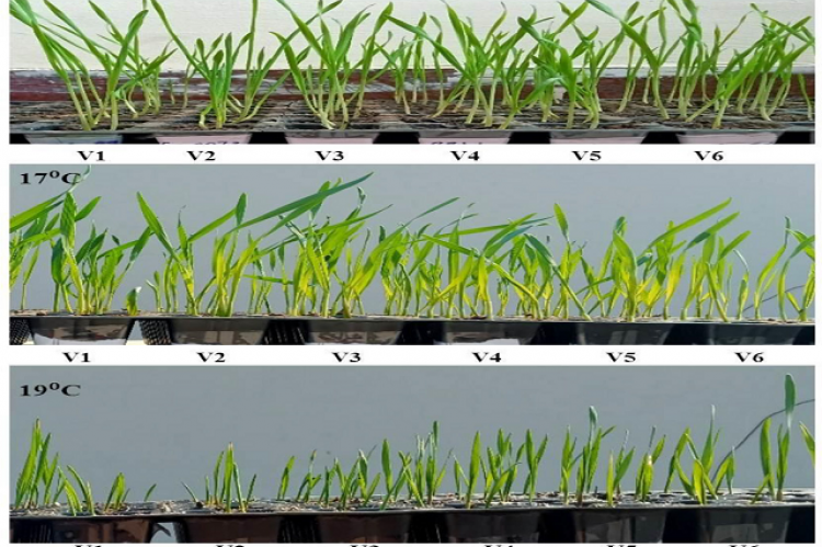 Six wheat genotypes grown under three different