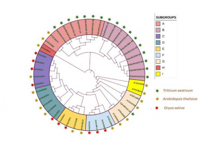Evolutionary relationship among TaSnRKs, based on the sequence alignment of the different TaSnRKs proteins