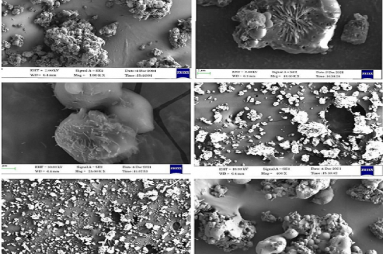 SEM Photographs of Polyherbal Microsponge.