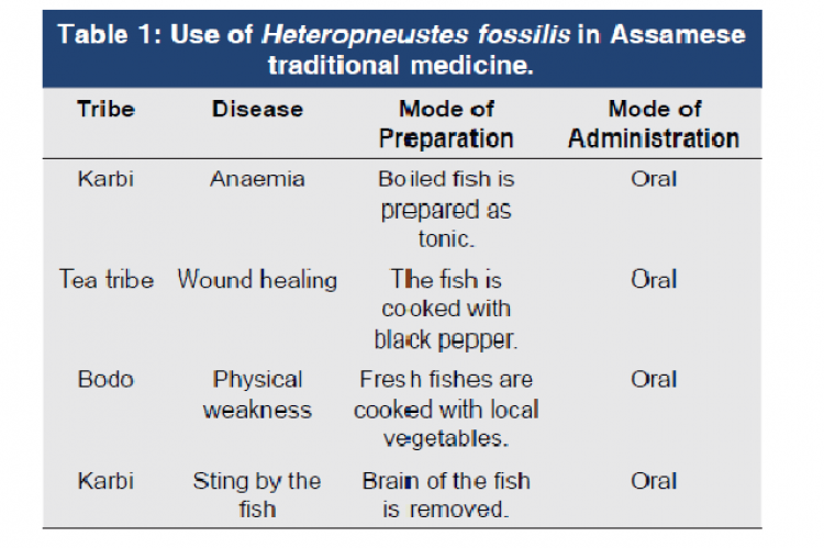 Use of Heteropneustes fossilis in Assamese traditional medicine.