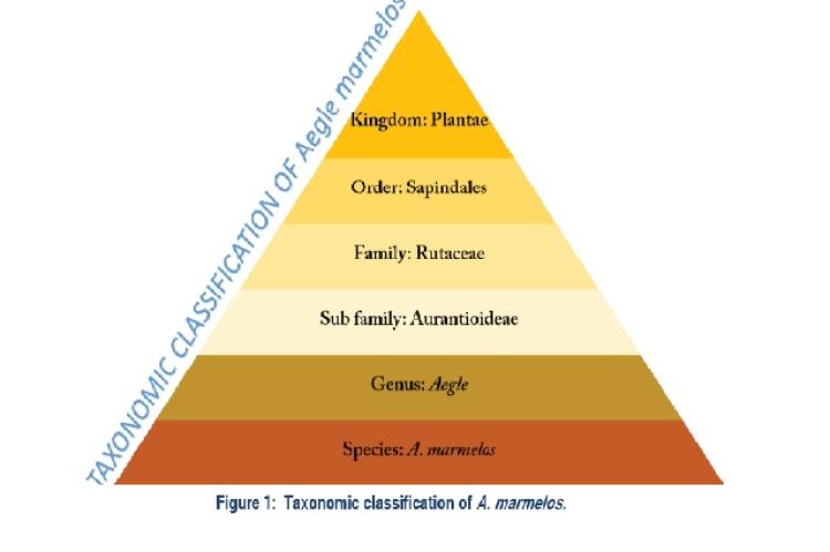 Taxonomic classification of A. marmelos.