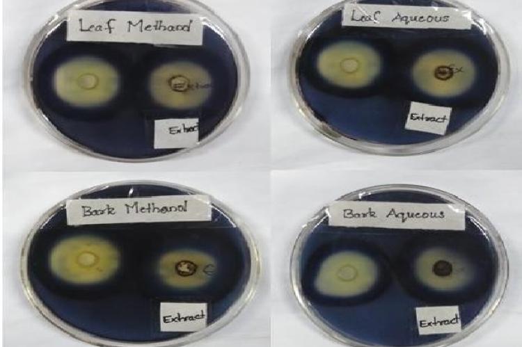 Inhibitory effect of leaf and bark extracts on amylase enzyme.		 