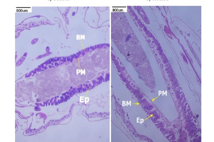 a) Histological studies on gut of control shows intact normal epithelial cells b) Third- instar larvae of gut region of treated larvae shows vacuolization and disintegration of gut epithelial cells. BM-Basement Membrane