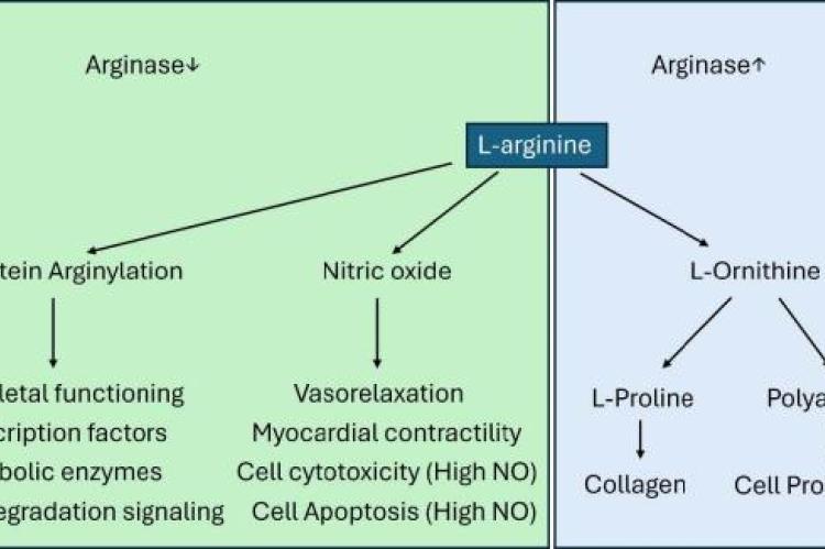 Effect of Arginase activity on various cellular functions