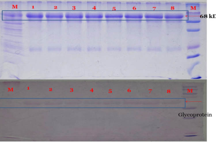 SDS-PAGE of different endophytic fungal RIPs and PAS staining showing all endophytes glycoproteins. 1-Diaporthe pterocarp, 2-Diaporthe pseudophenicola, 3-Colletotrichum cobbittiense, 4-Astromella pistachiarum, 5-Colletotrichum siamensis, 6-Fusarium chlamydosporium, 7-Phoma species and 8-Alternaria species.