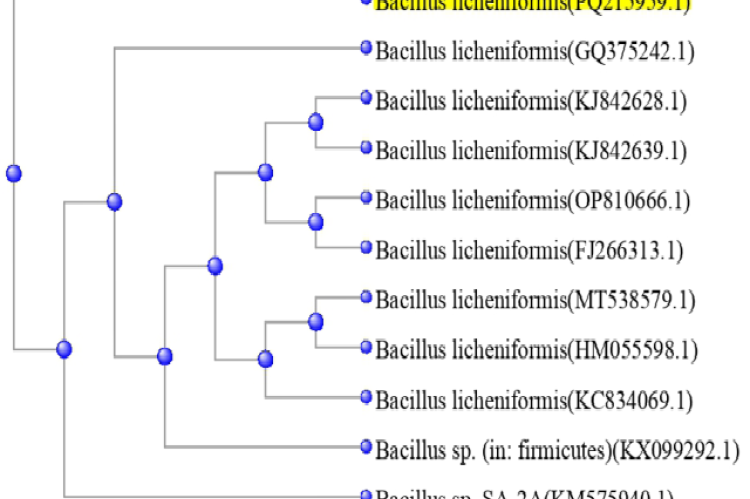 The phylogenetic tree of 16S rRNA of Bacillus licheniformis isolate with the closely related sequences.