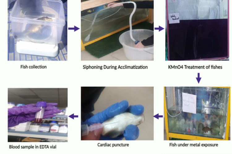 Fish acclimatization and Blood sample collection