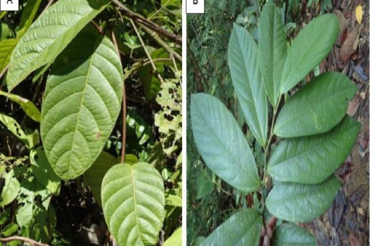 Leaf branch of medicinal plants with the optimum Relative Frequency of Citation values