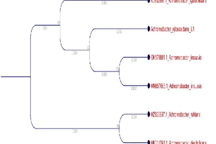 Phylogenetic Tree showing the phylogenetic position of L1 based on 16S rDNA sequence analysis.