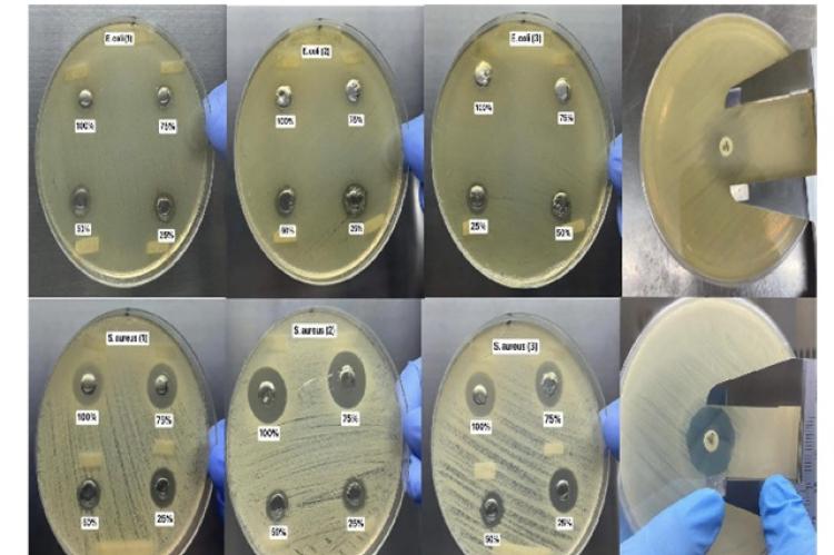 The results of the Agar Well Diffusion Test that shows the Zone of Inhibition of S. aureus and E. coli against the Different Concentrations of the green synthesized CuONPs and control.