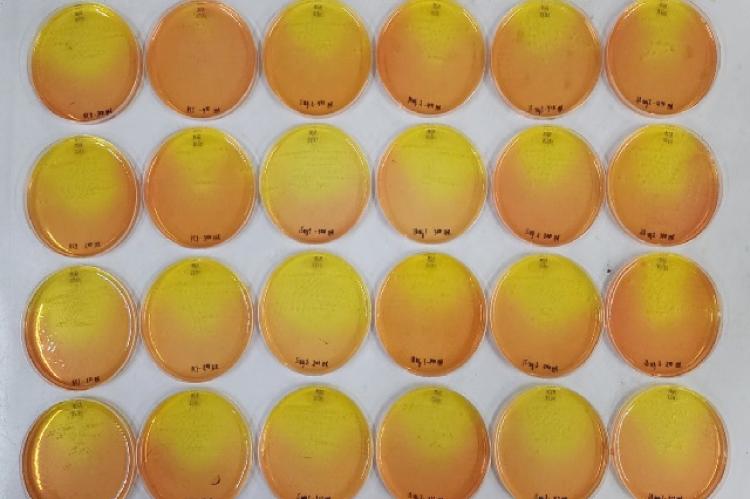 Colony count of Staphylococcus aureus infection from extracted zebrafish muscle.