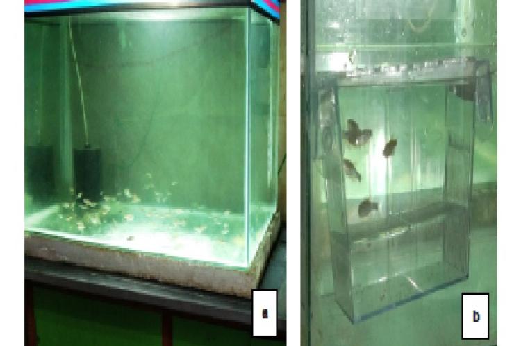 Fish tank a) Reservoir b) Breeding tank.