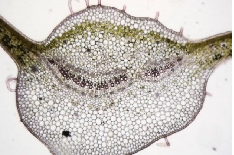 Transverse section of leaf of Cosmostigma cordatum