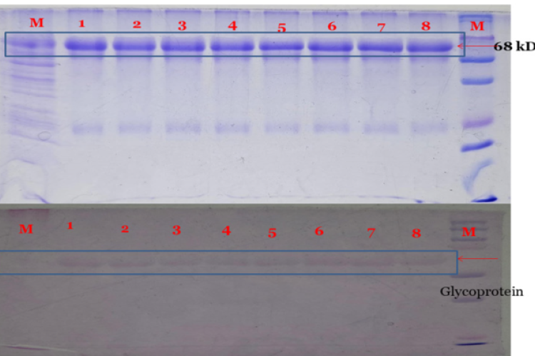 SDS-PAGE of different endophytic fungal RIPs and PAS staining showing all endophytes glycoproteins. 1-Diaporthe pterocarp, 2-Diaporthe pseudophenicola, 3-Colletotrichum cobbittiense, 4-Astromella pistachiarum, 5-Colletotrichum siamensis, 6-Fusarium chlamydosporium, 7-Phoma species and 8-Alternaria species.