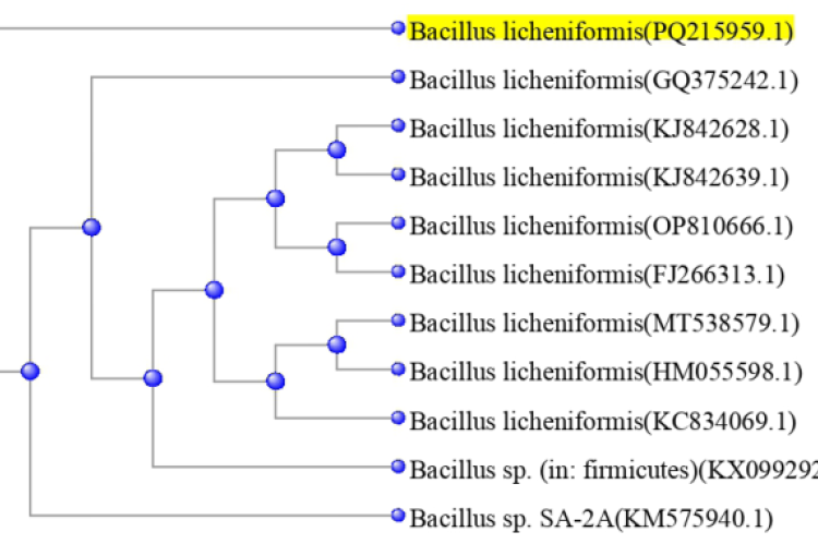 The phylogenetic tree of 16S rRNA of Bacillus licheniformis isolate with the closely related sequences.