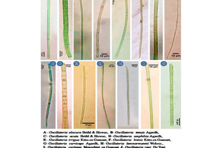 Microphotographs of Freshwater Filamentous Cyanobacteria