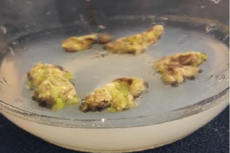 Shoot regeneration of E. alba A-B. Initiation of shoot regeneration from leaf explants of E. alba on MS medium supplemented with 15.0 mM NAA and 1.0 M BA C-D. Figure 1: Shoot regeneration of E. alba A-B. Initiation of shoot