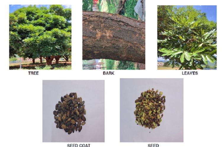 Parts of Simarouba glauca Tree.