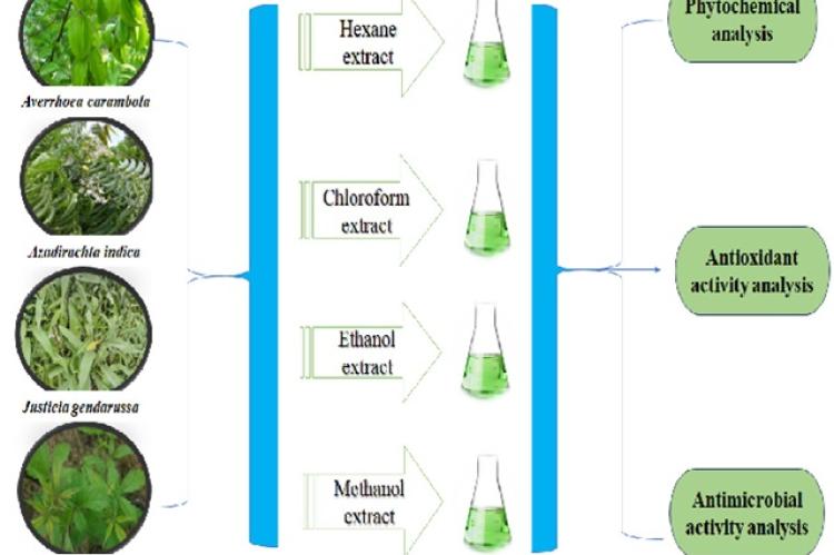 Flowchart showing the present study.