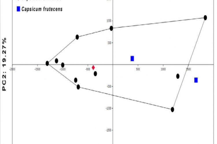 2D scatter plot showing Capsicum fruit shape variation