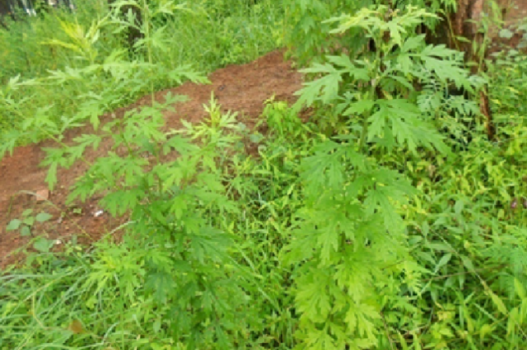 Artemisia nilagirica in natural habitat