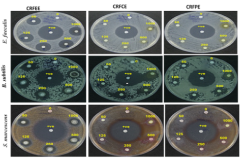 C. rottleri different extracts ZOI against pathogens.