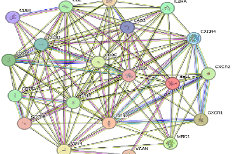 PPI interactions of top 20 HUB Genes interacting proteins in stringbase. Number of Nodes : 20, Number of Edges : 118, Average Node Degree:11.8, Avg. Local Clustering Coefficient : 0.777, Expected Number of Edges : 12, PPI Enrichment p-value : < 1.0e-16.
