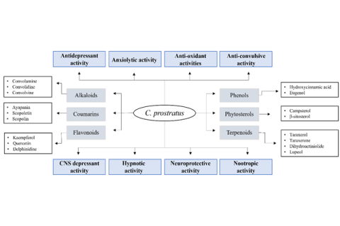 The significant phytochemicals and therapeutic properties of C. prostratus.