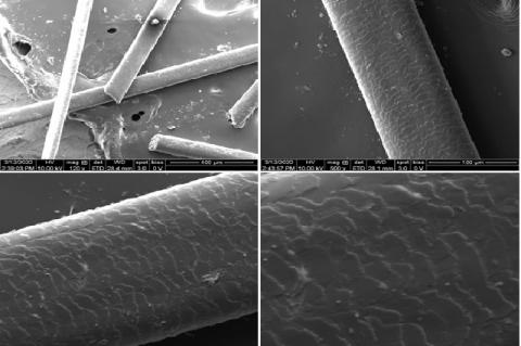FESEM images of raw hair (from top left ): Surface morphology of non-extracted hair shaft at (a) 400 μm (b) 100 μm (c) 50 μm (d) 20 μm