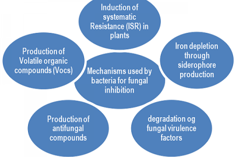 Several mechanisms adopted by bacteria for the inhibition of fungi.