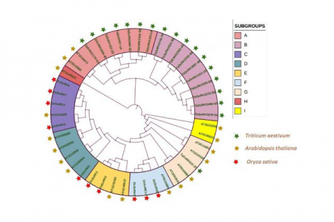 Evolutionary relationship among TaSnRKs, based on the sequence alignment of the different TaSnRKs proteins