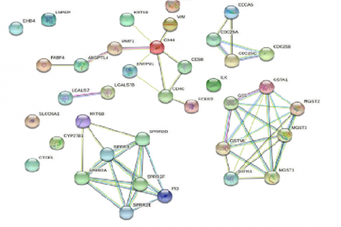 The protein–protein interaction (PPI) network for the differentially expressed genes.