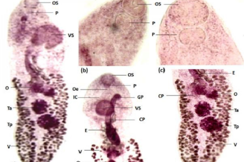 Microphotographs of present Allocreadium haryanii n.sp. in Wallago attu. A. Whole mount (scale bar: 50X); B,