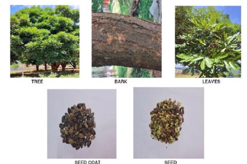 Parts of Simarouba glauca Tree.